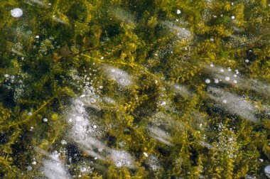 Doku yapısı arka planda beyaz kış, nehir buzu hava kabarcıkları durgun. Buz üzerindeki çizimler oluştu. Şiddetli soğuk su. Bir kanalda denize akan büyük doğal bir su akıntısı, bir göl.