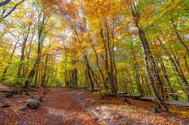 Kırım yarımadasının yüksek dağlarında, sonbahar kayın ormanlarında yürüyüş, fiziksel çabası olan insanlar için eğlence.