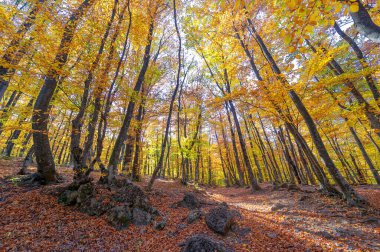 Kırım yarımadasının yüksek dağlarında, sonbahar kayın ormanlarında yürüyüş, fiziksel çabası olan insanlar için eğlence.