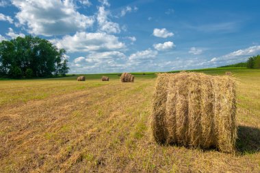 Yaz manzarası, saman yapım, saman tarlaları kocaman, yuvarlak saman balyaları. Bu çok daha az insan stresi ile büyük miktarda saman depolamak için kompakt bir yoldur..