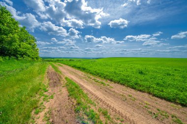 Yaz manzarası, yeşil yonca, çiftlik hayvanları, toprak yol, yolu oluşturan sarı kil.