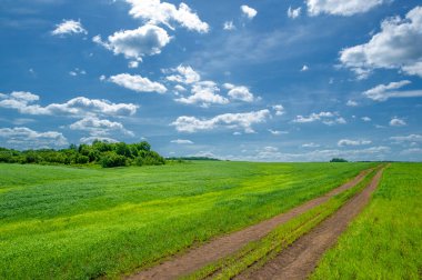 Yaz manzarası, yeşil buğday, toprak yol, sarı kil yol yüzeyi.