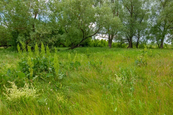 Sommerlandschaft Gewitterwolken Blauer Himmel Auenwiesen Der Duft Von Sommerfarben Und — Stockfoto