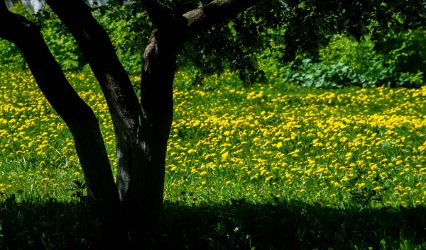 Textura Pozadí Vzor Tráva Trávníku Zelená Sytá Barva Nepravidelná Tráva — Stock fotografie