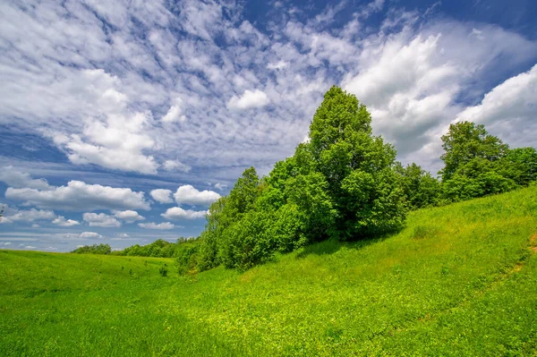 Paisaje Verano Campo Hierba Verde Brillante Árboles Cielo Azul Con — Foto de Stock