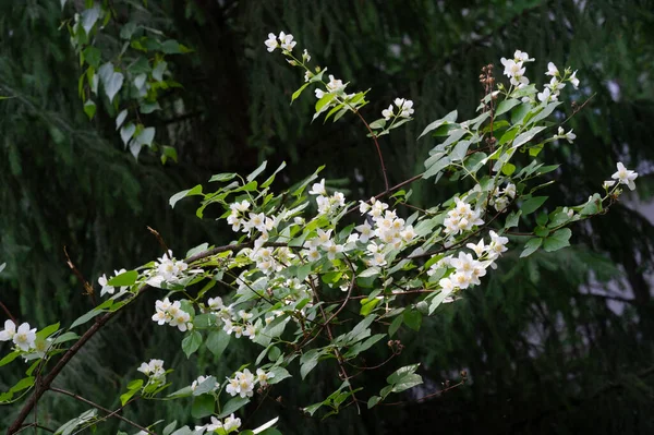 Jasmin Old World Buske Eller Klätterväxt Med Doftande Blommor Som — Stockfoto