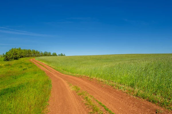 Paisagem Verão Estrada Sujeira Solo Preto Céu Cloudless Azul Trigo — Fotografia de Stock