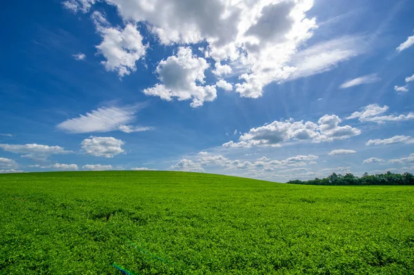 Paisaje Verano Cultivos Forrajeros Trébol Verde Alfalfa Campos Cultivados Plantas —  Fotos de Stock