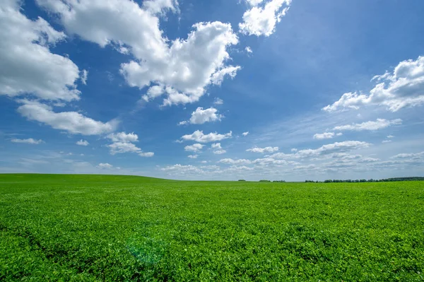 Letní Krajina Pěstování Pícnin Zeleného Jetele Vojtěšky Obdělávaných Polích Houpání — Stock fotografie