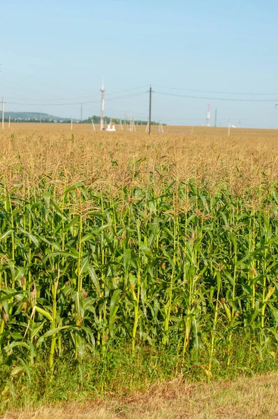 corn a North American cereal plant that yields large grains, or kernels, set in rows on a cob. Its many varieties yield numerous products, highly valued for both human and livestock consumption