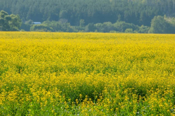 Canola Широко Выращивается Франции Бельгии Сша Нидерландах Германии Польше Особенно — стоковое фото