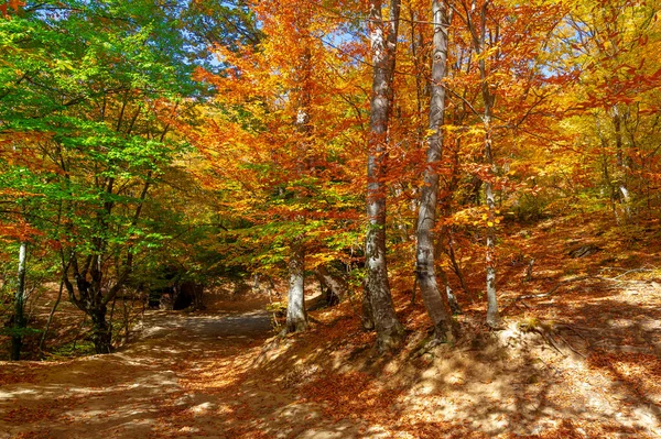 Fotos Península Crimeia Outono Faia Hornbeam Floresta Cresce Uma Altitude — Fotografia de Stock