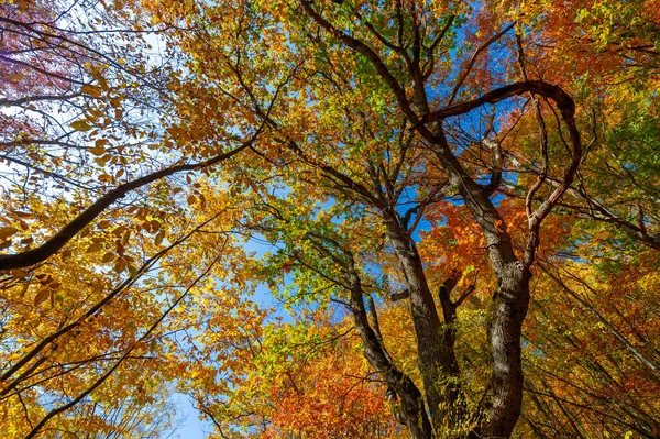Zdjęcia Półwyspu Krymskiego Jesienią Bukowy Las Grawitacyjny Rosnę Wysokość 650 — Zdjęcie stockowe