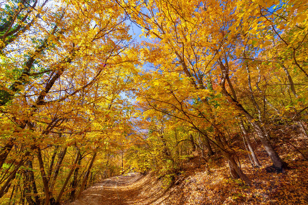 Photos of the Crimean peninsula in the fall, beech hornbeam forest. It grows at an altitude of 650-700 m, forests of rocky oak are replaced by beech and hornbeam. soil and water conservation
