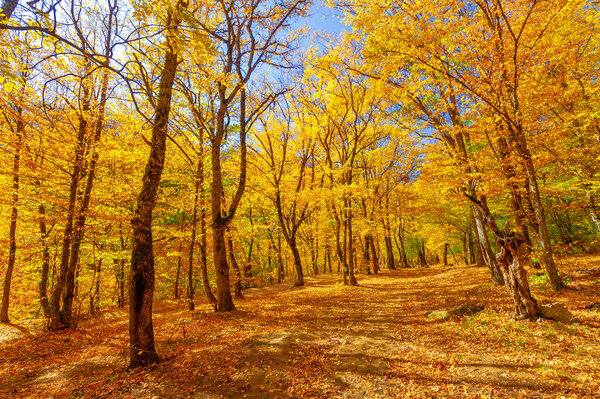 Photos of the Crimean peninsula in the fall, beech hornbeam forest. It grows at an altitude of 650-700 m, forests of rocky oak are replaced by beech and hornbeam. soil and water conservation