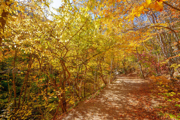 Photos of the Crimean peninsula in the fall, beech-hornbeam forest. It grows at an altitude of 650-700 m, forests of rocky oak are replaced by beech and hornbeam. soil and water conservation