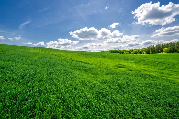 Summer Landscape Green Wheat Cereal Crops Growing Cultivated Field Plants — Stock Photo, Image