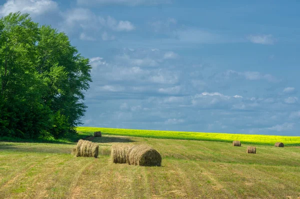 Paisagem Verão Feno Campos Feno São Enormes Fardos Redondos Feno — Fotografia de Stock