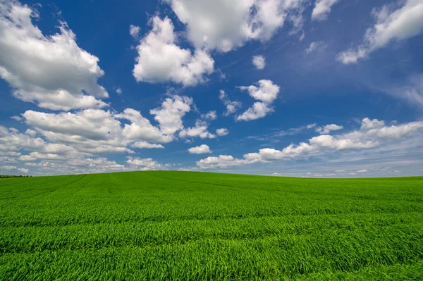 Paisaje Verano Cultivos Cereales Trigo Verde Creciendo Campo Cultivado Plantas — Foto de Stock