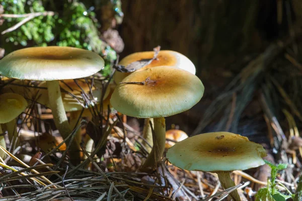 Hösten Fotografering Svampar Latin Svamp Eller Mycota Värld Vilda Förena — Stockfoto