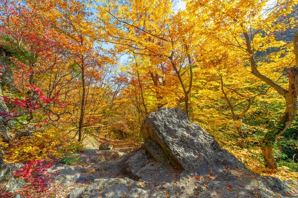 Φωτογραφίες Από Χερσόνησο Της Κριμαίας Φθινόπωρο Δάσος Από Αγριόχορτα Οξιάς — Φωτογραφία Αρχείου