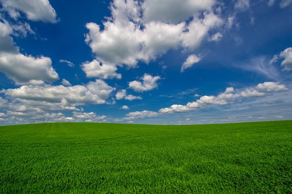 Paisaje Verano Cultivos Cereales Trigo Verde Creciendo Campo Cultivado Plantas —  Fotos de Stock