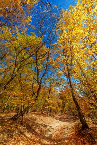 Zdjęcia Półwyspu Krymskiego Jesienią Bukowy Las Grawitacyjny Rosnę Wysokość 650 — Zdjęcie stockowe