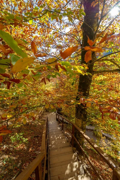 Sendero Senderismo Bosque Hayas Otoño Alto Las Montañas Península Crimea — Foto de Stock