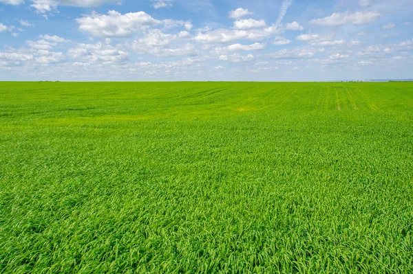 夏天的风景 绿小麦谷类作物生长在耕地里 植物在风中摇曳 — 图库照片