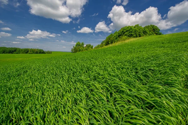Θερινό Τοπίο Καλλιέργειες Δημητριακών Πράσινου Σιταριού Που Αναπτύσσονται Καλλιεργούμενα Χωράφια — Φωτογραφία Αρχείου
