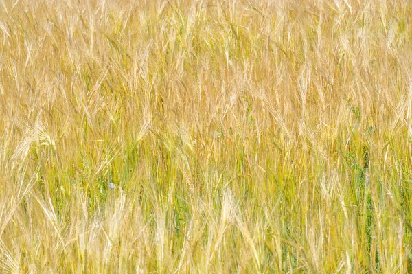 Летняя Фотография Пшеничное Поле Зерновое Растение Которое Является Важнейшим Видом — стоковое фото