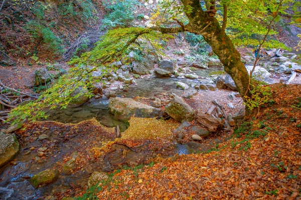 Fotos Otoño Península Crimea Bosques Carpe Haya Los Bosques Con — Foto de Stock