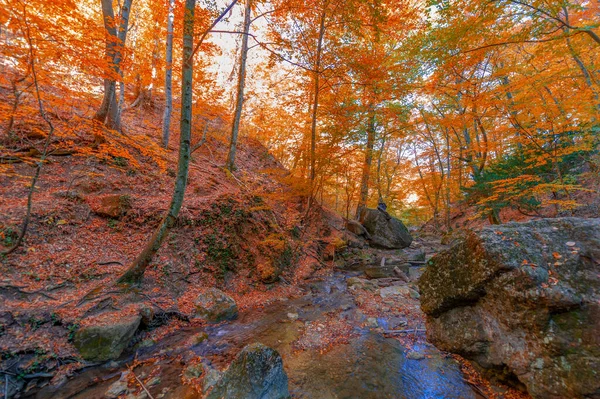 Herfst Foto Van Krim Schiereiland Beuken Haagbeuk Bossen Bossen Met — Stockfoto