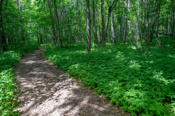 Summer Landscape Dirt Road Yellowed Clay Makes Road — Stock Photo, Image