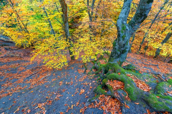 Autumn Photos Crimean Peninsula Beech Hornbeam Forests Forests Predominance Forest — Stock Photo, Image