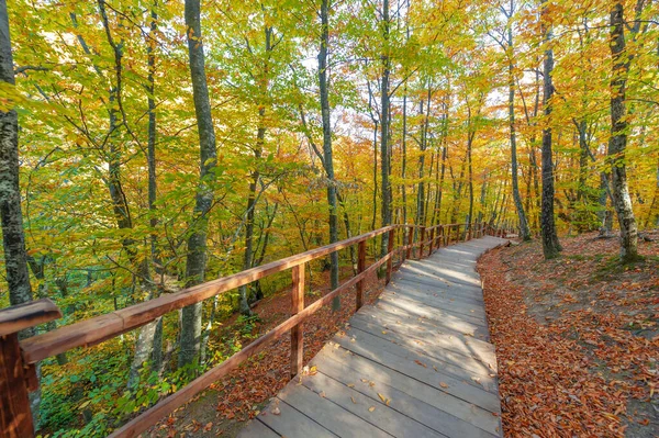 Sendero Senderismo Bosque Hayas Otoño Alto Las Montañas Península Crimea — Foto de Stock