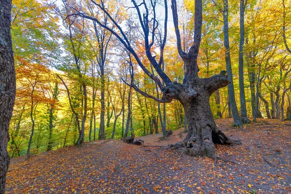 Trilha Caminhada Floresta Faia Outono Alto Das Montanhas Península Crimeia — Fotografia de Stock