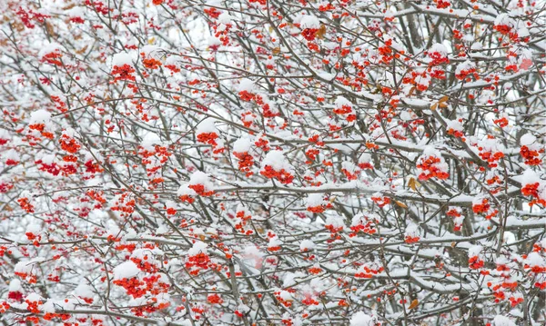 Paisagem Outono Fotografia Primeira Neve Caiu Sobre Ramos Cinza Montanha — Fotografia de Stock