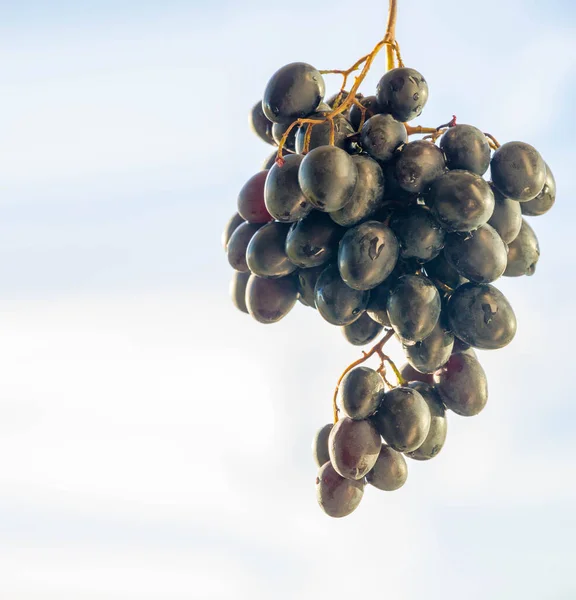 Grapes can be eaten fresh as table grapes or they can be used for making wine, jam, juice, jelly, grape seed extract, raisins, vinegar, and grape seed oil. Grapes are a non-climacteric type of fruit