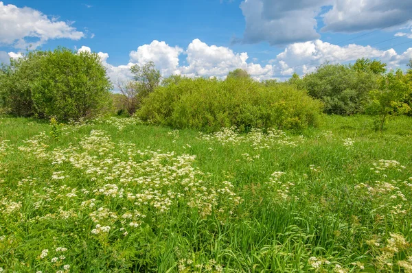 Літній Пейзаж Грозові Хмари Блакитне Небо Заплавні Лугові Поля Аромат Стокова Картинка