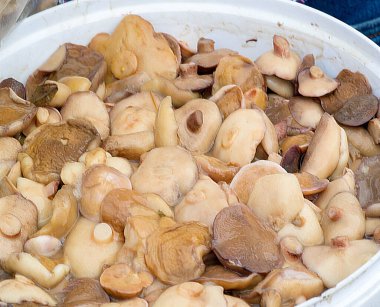 Terbiye edilmiş mantarlar, Amerika ve Kanada 'da yaygın olarak turşu olarak adlandırılan bu yöntemi kullanarak üretilen ürünler için.,