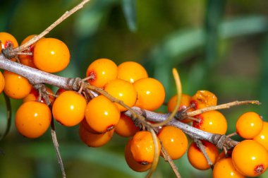 Deniz dikenleri. Deniz dikenlerinin farklı kısımları halk ilacı olarak kullanılıyor, dut yağı ya ağızdan beslenme takviyesi olarak alınıyor ya da güncel olarak uygulanıyor, cilt yumuşatıcısı olduğuna inanılıyor.