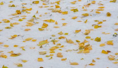 Sezonun ilk karı, kışın şekerle toz almak için sonbaharda geldi. Güneşin değdiği yerde eridi, kar gölgede kaldı, kışı aydınlattı..