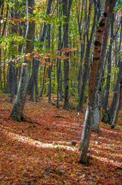 Kırım yarımadasının sonbahar fotoğrafları, Beech Hornbeam ormanları. Orman kayın ağırlıklı ormanlar Avrupa 'daki ormanların yaklaşık% 15-40' ını oluşturur. Ulusal parklar doğa parklarını ve rezervlerini rezerve eder