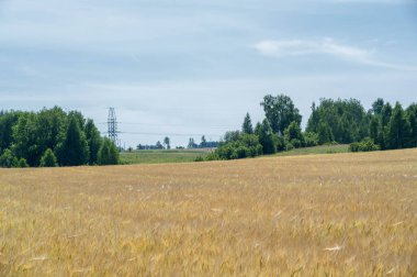 Yaz fotoğrafçılığı. Buğday tarlası, ılıman ülkelerde yetişen en önemli tür olan tahıl bitkisi, tahılı ekmek, makarna, şekerleme için un yapmak için ezilir.