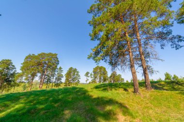 Bahar fotoğrafçılığı, çam ormanı, daima yeşil çam. Ölümsüzlüğün ve canlılığın sembolü. Ağaçların arasında yere düşen konilerle kaplı rahat bir orman alanı.