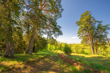 Bahar fotoğrafçılığı, çam ormanı, daima yeşil çam. Ölümsüzlüğün ve canlılığın sembolü. Ağaçların arasında yere düşen konilerle kaplı rahat bir orman alanı.