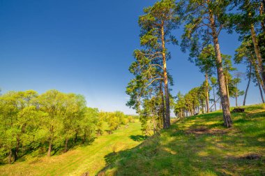 Bahar fotoğrafçılığı, çam ormanı, daima yeşil çam. Ölümsüzlüğün ve canlılığın sembolü. Ağaçların arasında yere düşen konilerle kaplı rahat bir orman alanı.