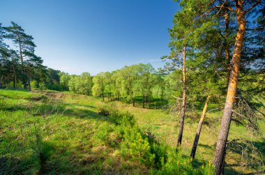 Bahar fotoğrafçılığı, çam ormanı, daima yeşil çam. Ölümsüzlüğün ve canlılığın sembolü. Ağaçların arasında yere düşen konilerle kaplı rahat bir orman alanı.