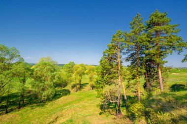Bahar fotoğrafçılığı, çam ormanı, daima yeşil çam. Ölümsüzlüğün ve canlılığın sembolü. Ağaçların arasında yere düşen konilerle kaplı rahat bir orman alanı.
